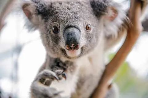 [QR Direct Entry] WILD LIFE Sydney Zoo Ticket