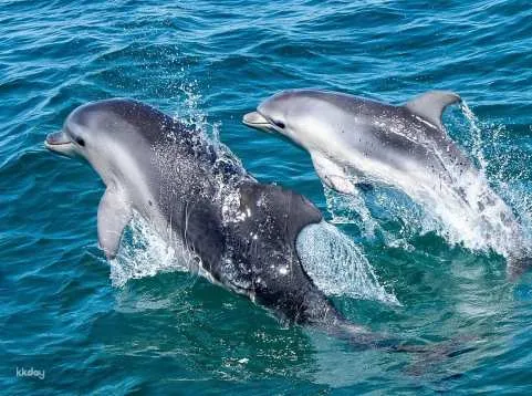 [Eco Tour] Local Wildlife Sightseeing Tour in Queenscliff | Victoria