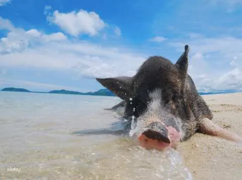 Island Hopping around Samui: Koh Tan & Koh Mudsum (Pig Island) | Thailand