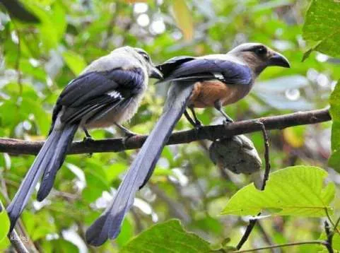 Kinabalu Park Bird-Watching Shared Day Tour with Lunch | Sabah, Malaysia