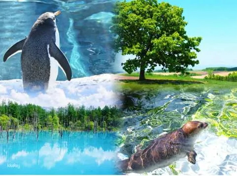 Hokkaido 1-Day Tour: Asahiyama Zoo, Shirahige Waterfall, Instagram-Worthy Biei Tree, optional Farmer's Specialty Buffet or all-you-can-eat melon; Blue Pond (Summer) | Chinese/English-Speaking Guide (Departure from Sapporo) | Japan
