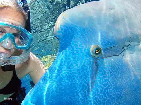 Great Barrier Reef Reef Magic Pontoon Cruise Tour from Cairns | Queensland