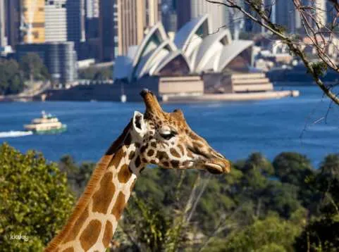 Taronga Zoo Sydney Ticket | Sydney Australia