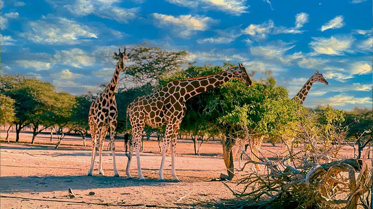Nature and Wildlife Drive Sir Bani Yas Island Trip