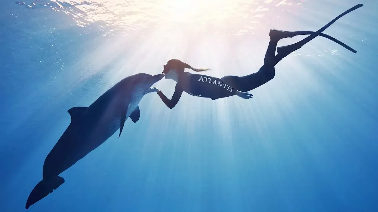 Dolphin Meet and Greet