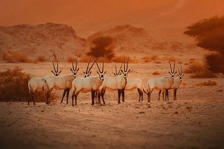Discover NEOM: Tour of Majestic Tabuk